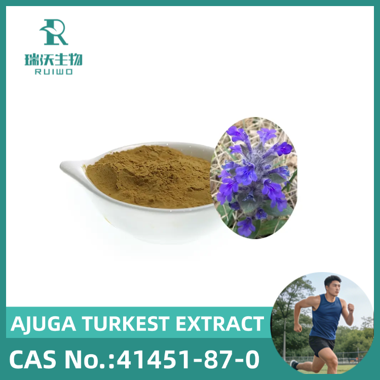 FACTORY OFFER 100% NATURAL AJUGA EXTRACT, AJUGA TURKEST EXTRACT, Turkesterone